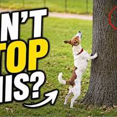 Rethinking Your Dog’s Animal Chasing (9 Questions That Will Change Your Training)