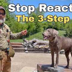 How to Fix Dog Reactivity: Stonnie’s 3 Pronged Strategy Silver Lab Training