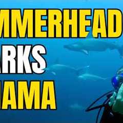 Scuba Diving with HAMMERHEAD & BULLS Sharks in PANAMA 🇵🇦