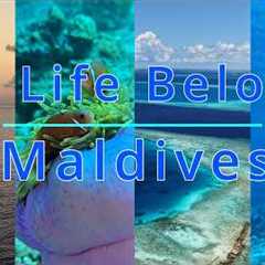 ALB Diving Maldives/ Liveaboard/ Central Atolls/ Ellaidhoo/ Fuvahmulah/ Scuba / Dive/ Tauchen/ 4k