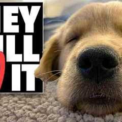 The 3 Tools You NEED To Tire Out a Hyper Puppy