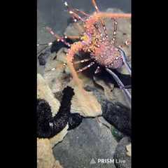 🔱 Spearfishing Live! Big Fish Catching Underwater 🐠 2026-05-10