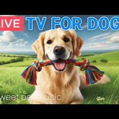 🔴24 Hours of Dog TV🎵🐶Calming Music for Dog Sleep🐾🩷Soothing Dog Music for Stress and Anxiety..