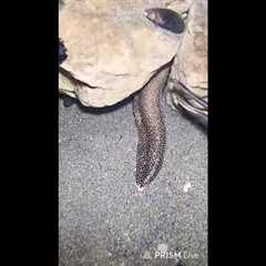 🔱 Spearfishing Live! Giant Fish Catching Underwater 🌊 2026-05-10