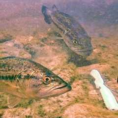 *INSANE UNDERWATER FOOTAGE* (BASS ATTACKING LURES)