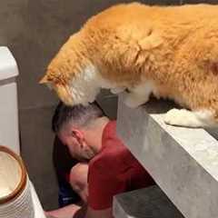 Cat When The Task Requires No Cat 🤣 Funny Cat Videos
