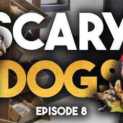 More Aggressive Dogs 🫣 - Dog Rich Episode 8 