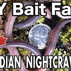 Raising Canadian Nightcrawlers At Home | DIY Dew Worm Farm