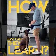 How long does it take to teach a dog a new behavior?  #dogtraining #puppytraining