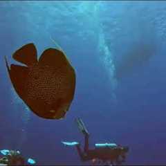 Cozumel Scuba Diving Trip