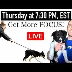 5 Tips To Get More Focus In Your Dog Training 👀