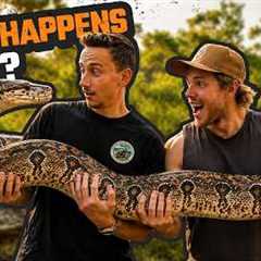 We Caught an ILLEGAL BOA CONSTRICTOR | Australia’s BLACK MARKET ANIMAL Trade