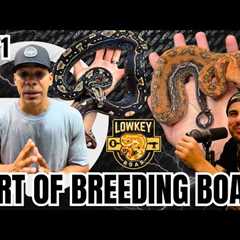 Art Of Breeding Boas | Trap Talk With MJ Ep.771 (Live)