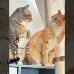 Best Cats being hilarious ( Try not to laugh ) 🤣😸