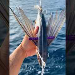 Using FLYING Fish as Bait #fishing #shorts