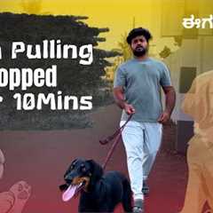    How To Stop Your Dog From Pulling on Leash FAST!