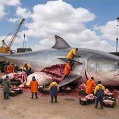 Hunting 7000Kg Tuna Ocean 💥 Inside A $600 Million Commercial Fishing Empire