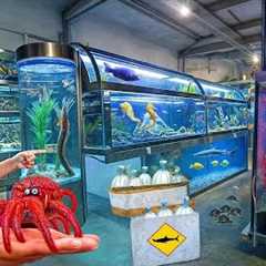 I Discovered a Store Full of the Most Bizarre Exotic Pets