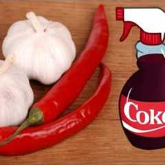 4 Homemade Organic Pesticide Every Gardener Must Know