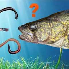 The TRUTH About Leeches, Minnows and Crawlers (These Live Baits Are NOT Created Equal!)