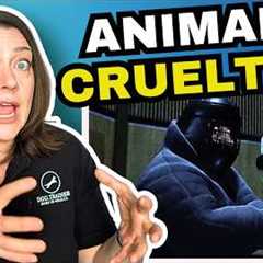 Dog Behaviorist Reacts: What Bolt gets right about dog behavior and issues in Hollywood
