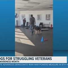 Training service dogs for veterans in Northeast Ohio: Dog Training Elite Greater Cleveland