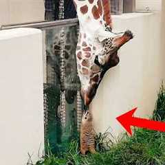 Animals That Are Secretly Best Friends You've Ever Seen...
