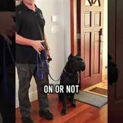 You MUST Master These 3 Things With Your Dog