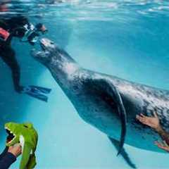 Divers React to Horrifying Leopard Seal Attack