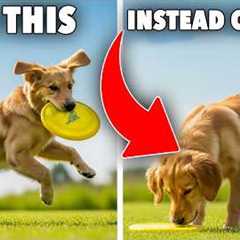 Teach Your Dog to Catch a Disc (Step-by-Step EASY Guide)
