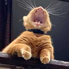 Get Ready to Cry LAUGHING with these CATS 🤣 Funny Cat Videos