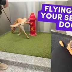 Service Dog's First Flight + NYC with Guide Dogs (real footage, pro tips!)