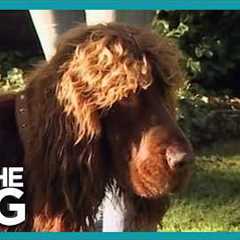 How to Stop Your Dog Pulling on the Lead - Heel Training Secrets! | It's Me or the Dog
