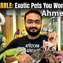 Exotic Pets Price in India 2026 | Sugar Glider, Micro Squirrel, Iguana, Tarentula, Parrot &..