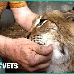 The Truth About Exotic Pets - Dangers, Rescues, and Conservation