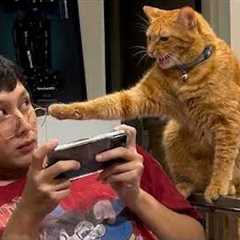 Cat Argued With Me Like a Teenager 🤣 Funny Cat Videos