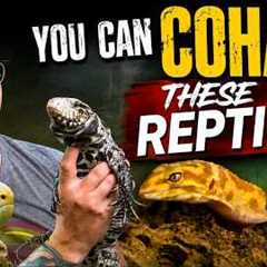 5 Reptiles You SHOULD Cohab and 5 You NEVER Can