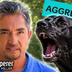 Aggressive Dog Overpowers Owners On Walks! | Dog Whisperer With Cesar Millan