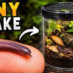 I Just Got The Worlds Tiniest Snake! (Really)