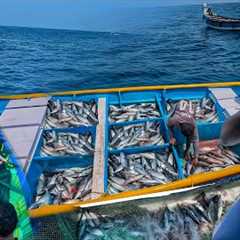 MASSIVE TUNA FISHING🤩 We Caught Massive Amount of Tuna fishes in Just 1Day | Lunch Tuna fish curry ..