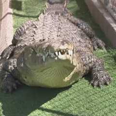 Valley sanctuary gives exotic pets a second chance