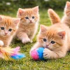 ✨😺 Funny Cat Videos with Cute Kittens Playing Outdoors | Cat Meow Sounds