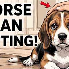 Dog Psychology | STOP Doing These 10 Things to Your Dog (They Secretly Hate It)