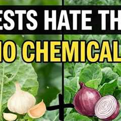 Stop Plant Pests Naturally! Garlic & Onion DIY Spray (Easy Home Method)