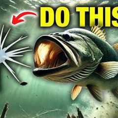 How Everyday Anglers Fish Coike Baits (NO FFS NEEDED!)