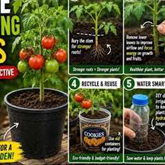 Simple Backyard Gardening Hacks Everyone Should Know 🌱🍅