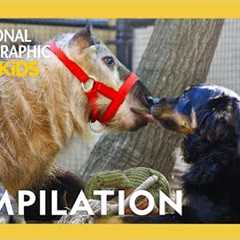 Unlikely Animal Friends🐷🐶 | Full Episode Compilation | @natgeokids