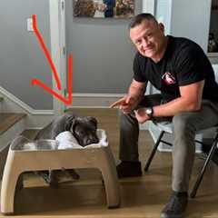 How to Train Dog to Wipe Their Mouth - No More Water Drool Mess!