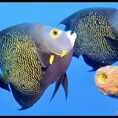 Best of Bonaire Scuba Diving