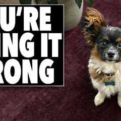STOP Training Your Small Dog Like a Big Dog